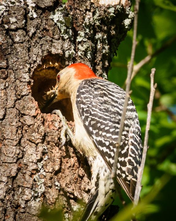 Red Bellied Woodpecker tending the nest | Shutterbug